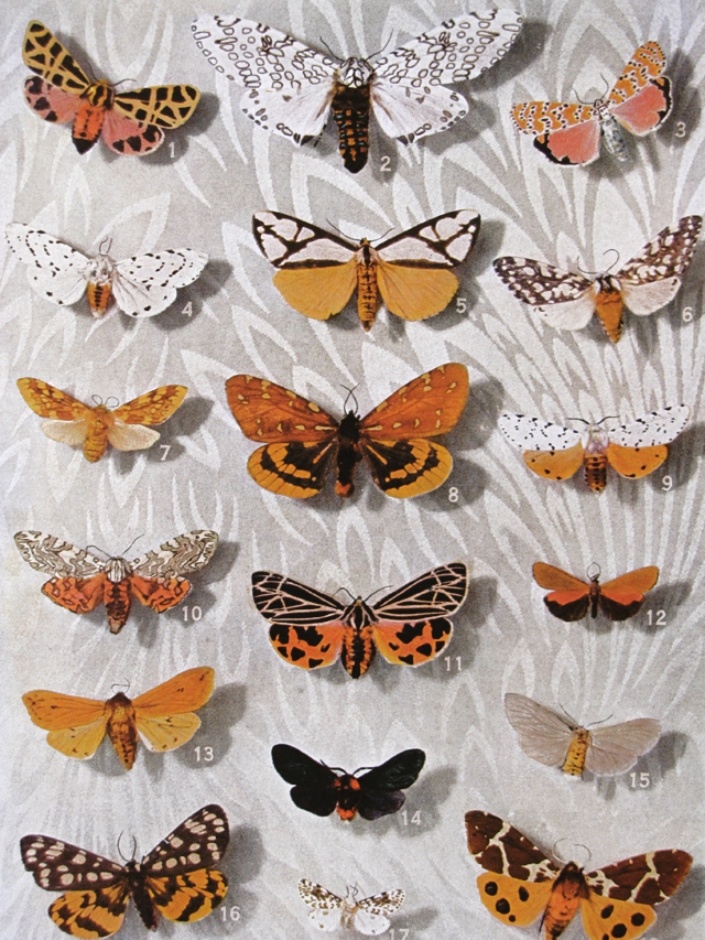 Vintage butterflies
