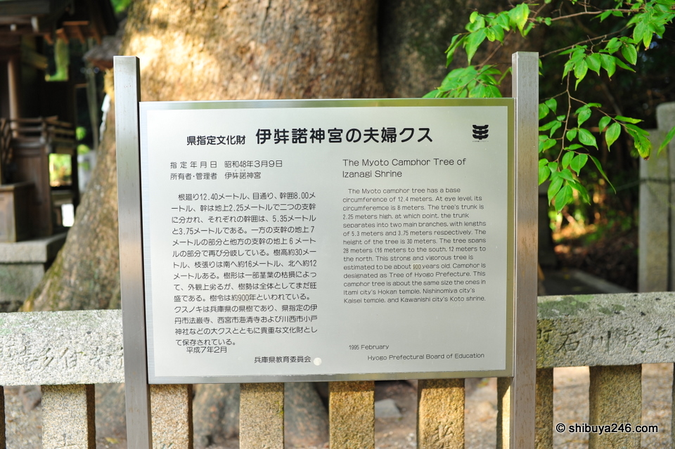 This Myoto Camphor Tree is estimated to be over 900 years old