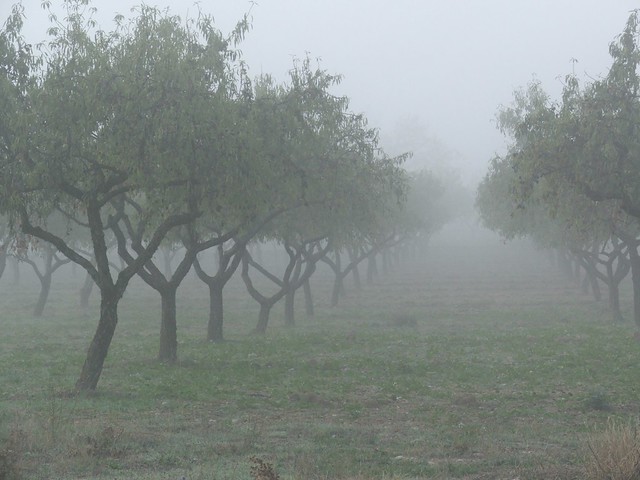foggy orchard