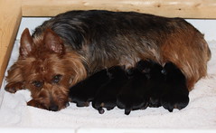 Dakota and her puppies