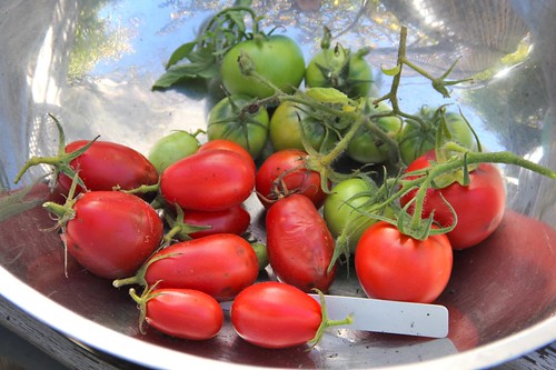 Last Tomatoes from Veggie Bed #1