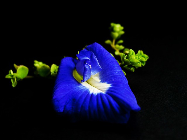 IMG_1289   Artistic Flower