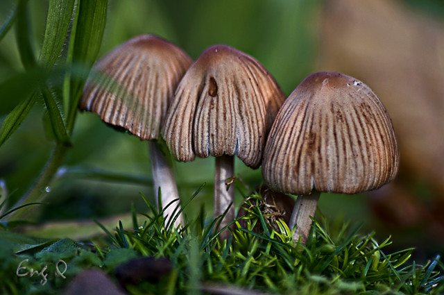 mushroom triplets