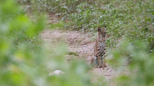 Mexican Bobcat Pictures