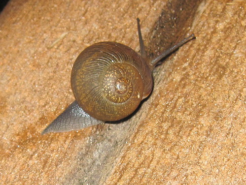 Garden Snail (ID?) 20100723