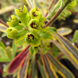 Euphorbia 'Ascot Rainbow' detail