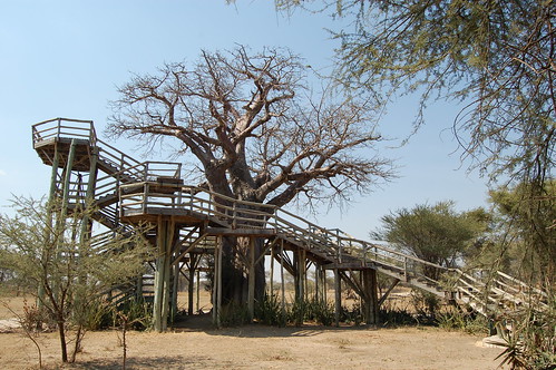 baobab at Tarangire National Park