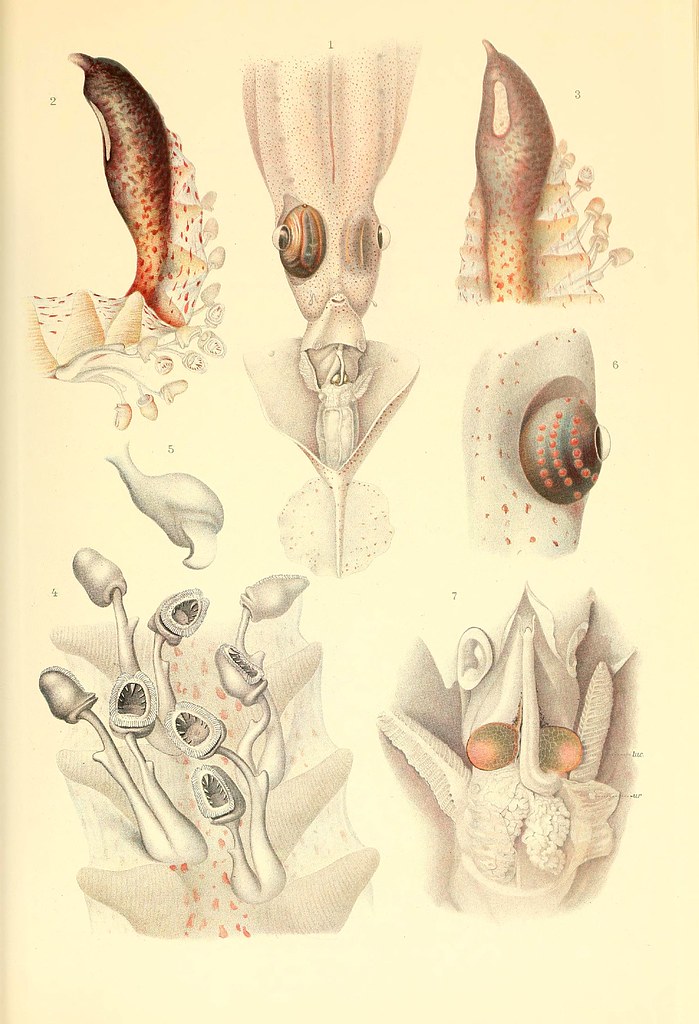 Chiroteuthis spp. (tentacle club, glandular knob, olfactory tubercule, eye, mantle complex)