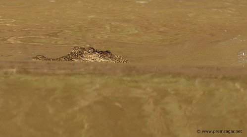 A friend in the wild waters of Kinabatangan