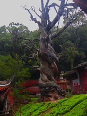 Ancient Cypress, Guangfu Temple, Xichang