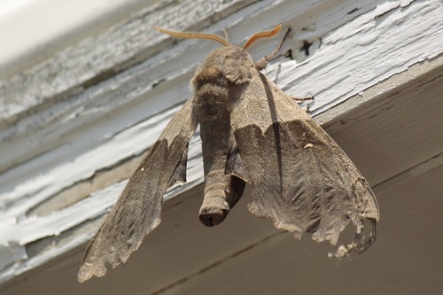 Modest moth (2)