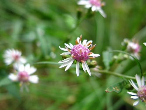 Aster lateriflorus, for Bloom Day. A midwestern prairie plant I learned about from Piet Oudolf. <3