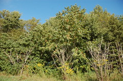 Chestnut Trees <a style="margin-left:10px; font-size:0.8em;" href="http://www.flickr.com/photos/91915217@N00/4997801838/" target="_blank">@flickr</a>
