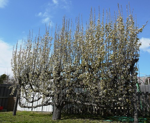 Pear in Early Spring