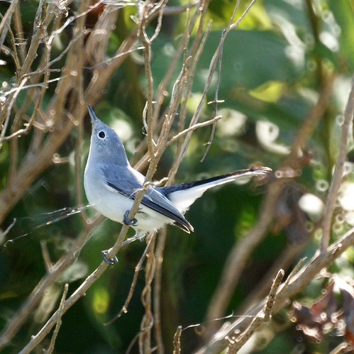 Blue Gray Gnatcatcher
