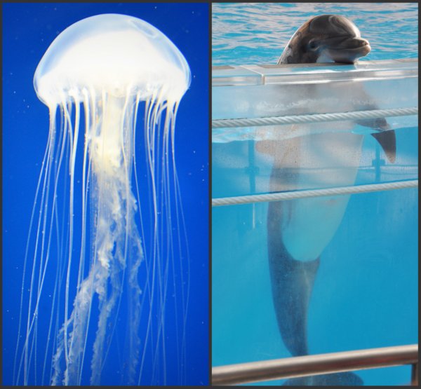 Jellyfish Dolphin