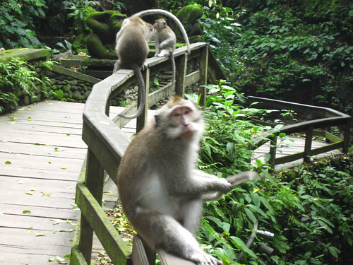Three Monkeys - Monkey Forest Bali