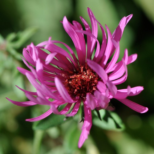 In the shelter of my petals... Aster not fully opened protects the center... October, 2010
