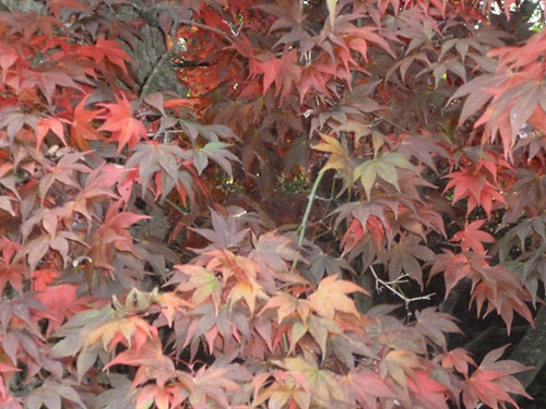 japanese maple leaf tree. Autumn Japanese Maple Close Up middot; Autumn Japanese Maple Leaf on Tree