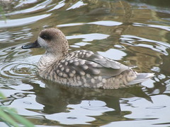 Tilgate Park - Duck