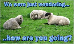 eCard - Love & Friendship - sheep: how are you going