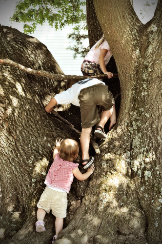the climbing tree