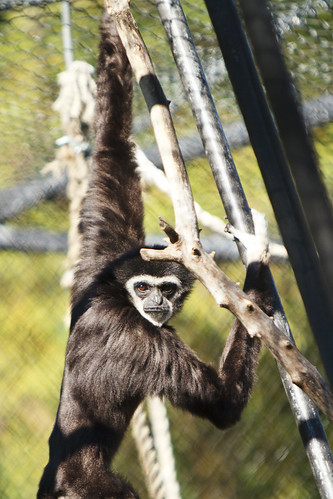 Gibbon Glare