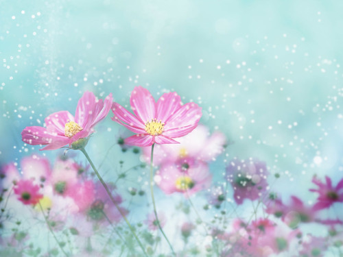 フリー写真素材|花・植物|キク科|コスモス・秋桜|