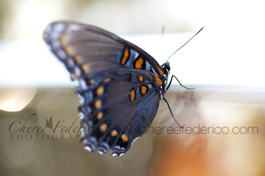 Butterfly with reflection