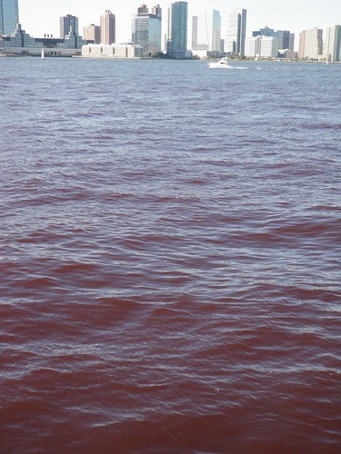 Red Tide in New York Harbor