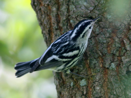 Black-and-white Warbler 20100916