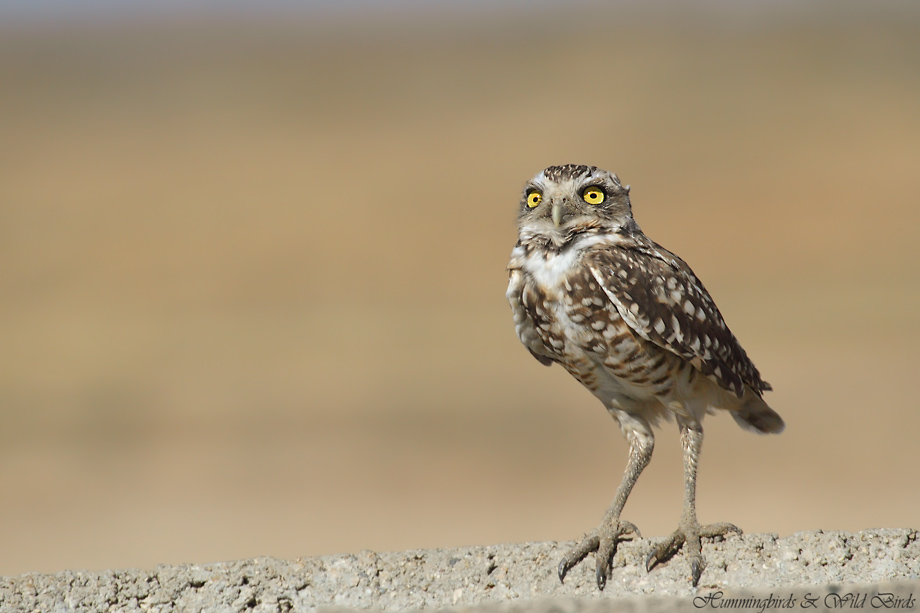 burrowing-owl-27-091910