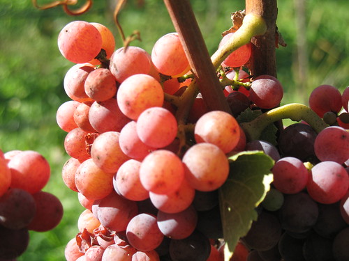 Die Sorte Gewürztraminer, tortz ihrer orangeroten bis rostigen Farbe eine der vorzüglichsten Weissweinsorten 