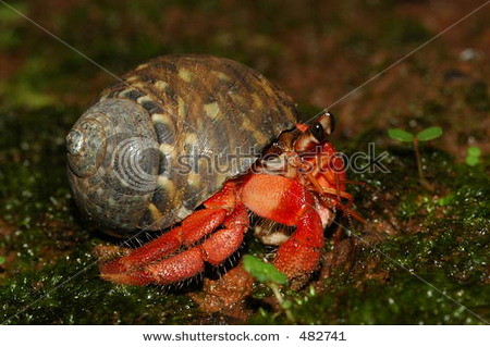 stock-photo-red-land-hermit-crab-coenobita-rugosa-from-java-island-indonesia-482741
