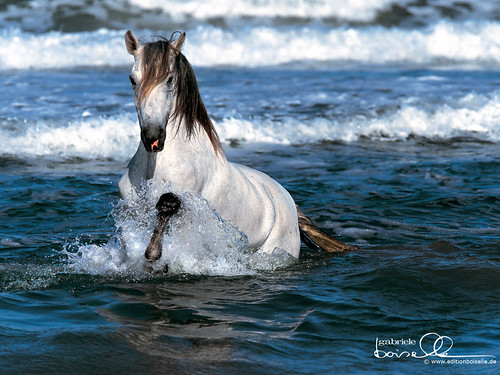 running horse wallpaper. white horse running on beach,