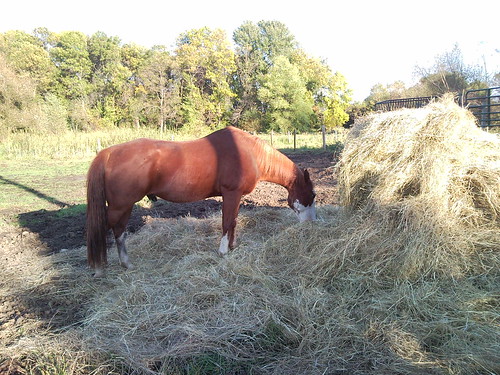 Mountain of hay = happy chubby ponies
