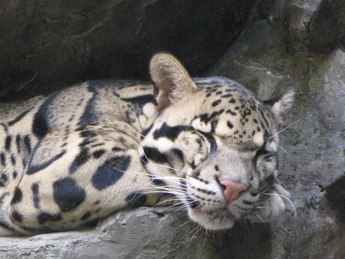 Sleepy Clouded Leopard - A lot like me now...