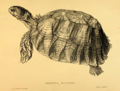 008-Testudo Sulcata-Tortoises terrapins and turtles..1872-James Sowerby