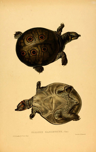020-Trionyx Gangeticus-Tortoises terrapins and turtles..1872-James Sowerby