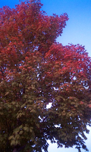 Fall colors arrive