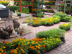 flowers & chickens at Rochester Public Market (by: lert, creative commons license)