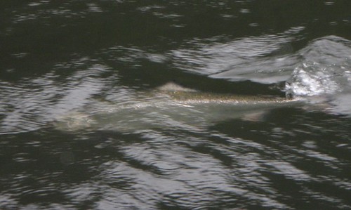 Oregon Chinook Salmon