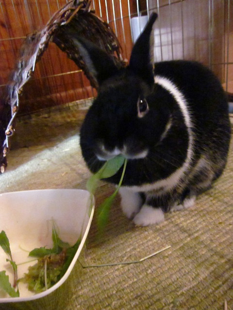 Oreo having her salad.