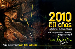 El Guácharo (Steatornis caripensis) por Parques Nacionales Naturales de Colombia