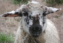 Smut-faced lamb