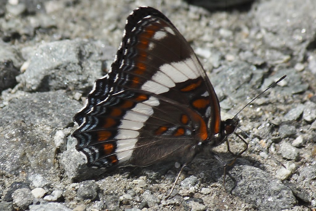 White admiral butterfly (11)