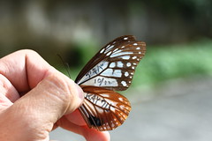經查證，被捕獲的青斑蝶為10月11日由小松佳代在日本高知縣香美市標放。飛行了約1700公里來到蘭嶼。