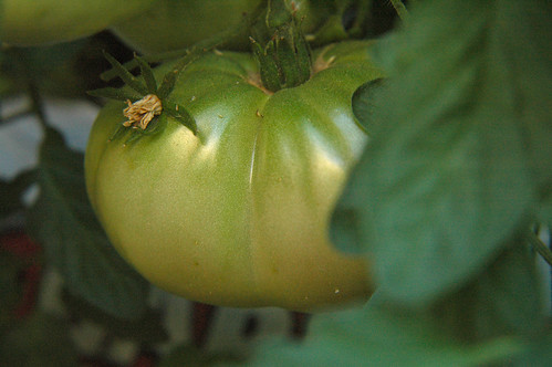 Cherokee Purple Tomato - First blush of red