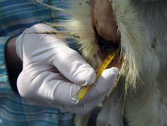 Taking a goat's temperature