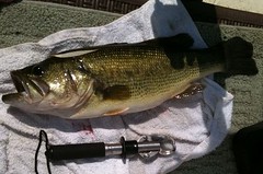Monster 8lb Largemouth Bass